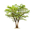 © Nattawut - Tree isolated on white background with clipping paths for garden design.