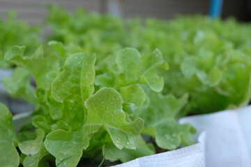 Wall Mural - Fresh organic green oak lettuce growing on a natural farm.