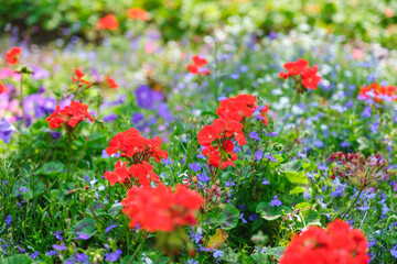 Wall Mural -  Colorful flower in the garden
