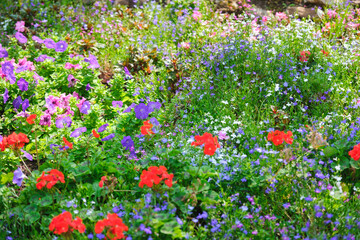 Wall Mural -  Colorful flower in the garden