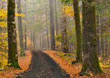 Fototapeta Las - road in autumn forest