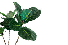 Green Leaves Of Fiddle-leaf Fig Tree (Ficus Lyrata) The Popular Ornamental Tree Tropical Houseplant