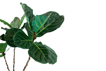 Green leaves of fiddle-leaf fig tree (Ficus lyrata) the popular ornamental tree tropical houseplant
