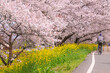 桜のトンネルとサイクリングをする人