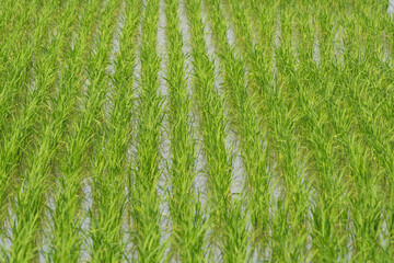 Wall Mural - Field with beautiful green rice plants for background image.