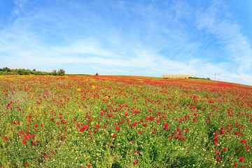 Wall Mural - Blooming red anemones