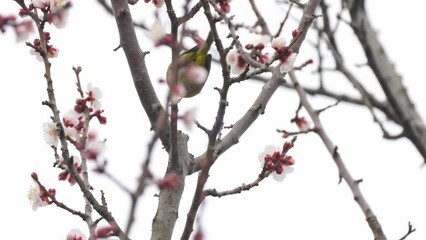 Poster - white eye and plum lower