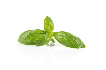 Fresh green leaf basil