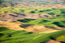 Scenic View Of Rolling Hills In Palouse Region, Garfield, Washington State, USA