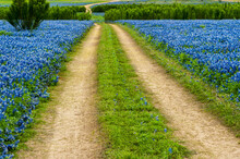 A Field Of Texas Bluebonnet Wildflowers At The Muleshoe Bend Recreation Area.