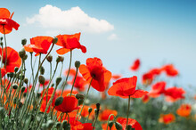 Red Poppy Flowers Against The Blue Sky.