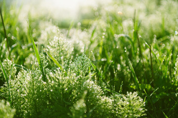 Wall Mural - Wild green grass with morning dew at sunrise. Macro image