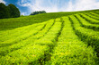 Blooming tea with green leaves on tea plantation in summer.