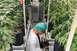 A man cannabis researcher checking and control environment on application in tablet. Cannabis marijuana greenhouse farm for medical industry.