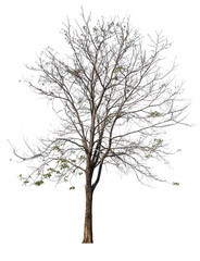 PNG death tree with removed original background for easy to drag and drop in new project