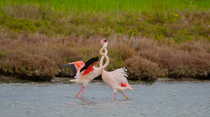 Poster - flock of pink flamingos in their natural environment
