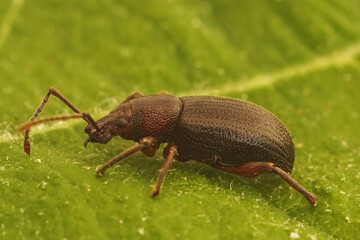 Closeup on a black Otiorhynchus weevil beetle from the Mediterranean area