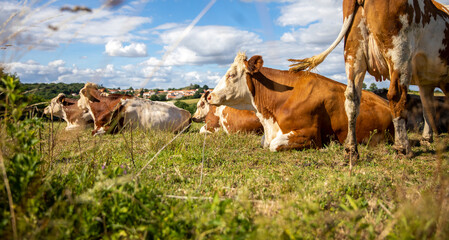 Wall Mural - Troupeau de vaches laitières au mileux des champs sous le soleil de printemps.