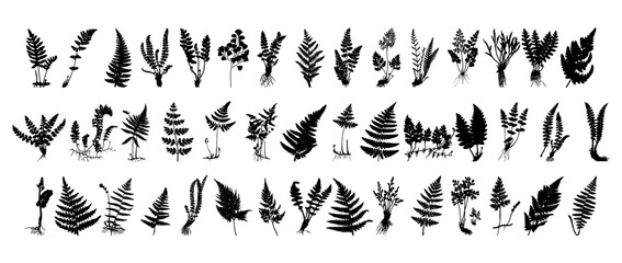 fern silhouette set	
