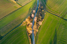 Aerial View Of Road Between The Trees In The Country Side