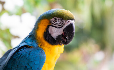 Wall Mural - beautiful Blue-and-Yellow Macaw in rainforest