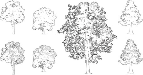 Tree silhouettes - red maple ,sugar maple, oak, poplar, green oak, birch