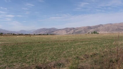 Poster - Horses in a pasture against the backdrop of mountains, morning in the steppe of Kyrgyzstan