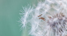 Closeup Of Dandelion On Natural Background. Bright Calming Delicate Nature Details. Inspirational Nature Concept, Soft Blue And Green Blurred Bokeh Background. Idyllic Soft Foliage Tranquil Banner