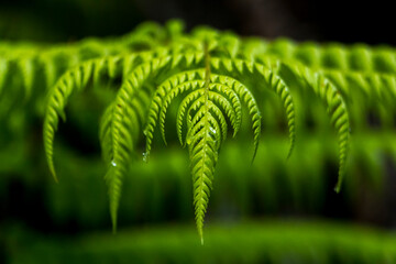 Closeup of a dark green fern leaf in New Zealand.