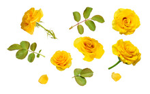 Set  Of Elements Yellow Roses, Isolated On Transparent Background.