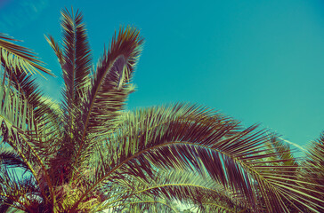  Palm trees against blue sky . Nature background