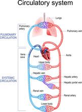 Circulatory System. Human Bloodstream. Pulmonary Circulation In Lungs, And Systemic Circulation