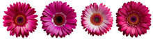 Assorted Magenta Gerbera Flower Heads Isolated On Transparent PNG Background. Created With Generative AI.	

