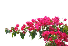 Bougainvilleas Isolated On White Background. 