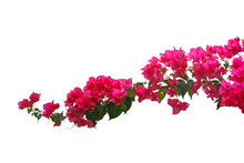 Bougainvilleas Isolated On White Background. 
