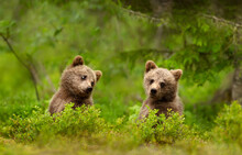 Close Up Of Playful European Brown Bear Cubs In The Forest