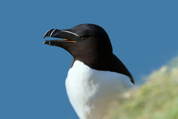 Wall Mural - close up of a razorbill nesting on a cliff