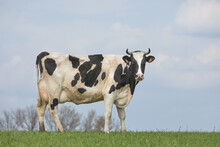 Black White Milk Cow In Meadow Against Horizon
