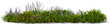 bush shrub lily grape perennial hq arch viz cutout plant