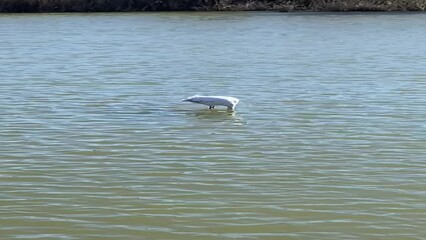 Sticker - Flamand rose sur l’étang du Méjean, Occitanie