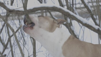 Wall Mural - american staffordshire terrier gnaws sticks outdoors in winter