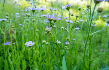 Poster - Purple Aster Blooms In Bright Green Field