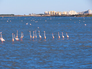 Sticker - Flamands roses sur l’étang du Méjean, Occitanie