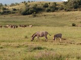 Fototapeta Sawanna - Zebra and baby foal