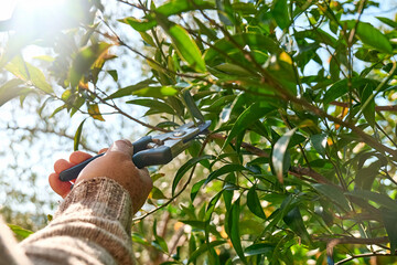 Seasonal pruning of trees. Gardener's hands pruning mandarin tree with pruning shears. Taking care of garden. Cutting tree branch. Spring gardening.