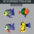 Set of beautiful colorful fishes vector file