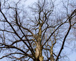 tree without leaves against the spring sky