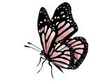 Fototapeta Motyle - Butterfly illustration by DBL - follow for more on Instagram @drawbylisa0
