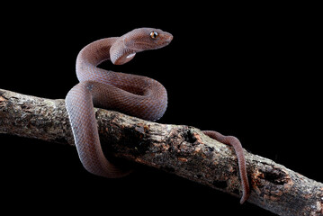 Wall Mural - Mangrove pit viper covered with dew