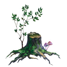 Picture Of An Old Stump, Tree Cut Trunk With Green Moss, Fantasy Toxic Halloween Mushrooms, And Young Tree With Dark Green Leaves, Hand Painted In Watercolor On A White Background